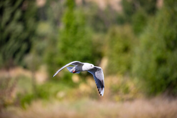 The black-billed gull (Chroicocephalus bulleri) is a Near Threatened species of gull in the family Laridae. 
 The head, body, and parts of the wings are white.