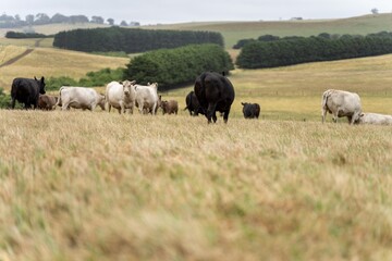 Portrait of Cows in a field grazing. Regenerative agriculture farm storing co2 in the soil with carbon sequestration