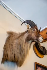 Foto op Plexiglas Haast new zealand 14th Dec 2023: the Hunting Trophie, the head of   Himalayan tahr (Hemitragus jemlahicus) on the wall of local restaurant "The Hard Antler".  © Danny Ye