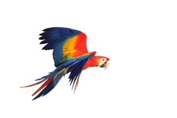 Colorful flying parrot isolated on transparent background png file
