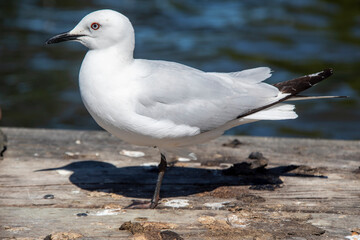The black-billed gull (Chroicocephalus bulleri) is a Near Threatened species of gull in the family Laridae. 
 The head, body, and parts of the wings are white.