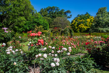 the view of  Rose Garden in Christchurch Botanic Gardens. The first public rose garden to be developed in New Zealand in 1909 and features over 250 varieties of roses.
