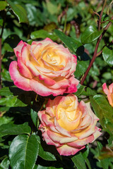 Rosa 'Designer Sunset' is a patio rose that produces lightly fragrant double and semi-double...