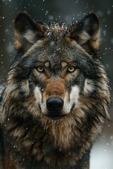 Obraz premium closeup portrait of a grey wolf in the rain