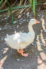 The Sebastopol is a breed of domestic goose, descended from the European Greylag goose.
A medium-sized goose with long, white curly feathers.
The legs and shanks are orange and the eyes bright blue.