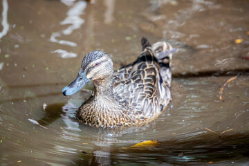 The female mallard (Anas platyrhynchos) is a dabbling duck that breeds throughout the temperate and subtropical Americas, Eurasia, and North Africa. It has been introduced to New Zealand, Australia. 
