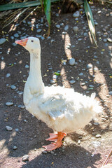 The Sebastopol is a breed of domestic goose, descended from the European Greylag goose.
A medium-sized goose with long, white curly feathers.
The legs and shanks are orange and the eyes bright blue.