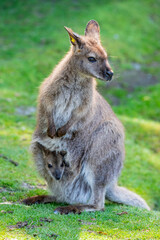 The female red-necked wallaby (Notamacropus rufogriseus) with its baby. It is a medium-sized...