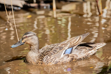 The female mallard (Anas platyrhynchos) is a dabbling duck that breeds throughout the temperate and subtropical Americas, Eurasia, and North Africa. It has been introduced to New Zealand, Australia. 