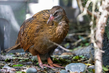 The weka (Gallirallus australis) is a flightless bird species of the rail family. It is endemic to...