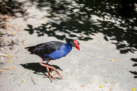 The Australasian swamphen (Porphyrio melanotus) is a species of swamphen occurring in eastern Indonesia Papua New Guinea, Australia and New Zealand. 