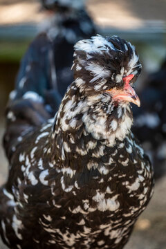 The Houdan is an old French breed of domestic chicken. It is named for its area of origin, the commune of Houdan. It is muffed and bearded, has an unusual leaf-shaped comb