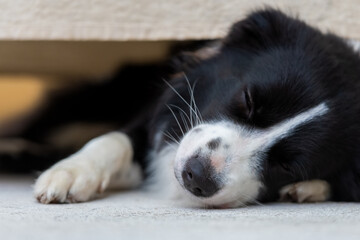 Portrait of a beautiful Border Collie male pup lying on the concrete floor, under the table.