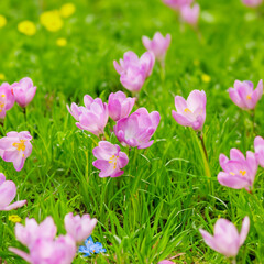 Fototapeta premium pink tulips in spring