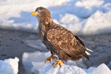 Bird watching with floating ices in winter