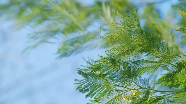 Spring Is Coming. Mimosa Flower Of Womans Day. Spring Nature Backgrounds. Floral Gentle Spring Background. Still.