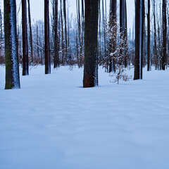 forest in winter