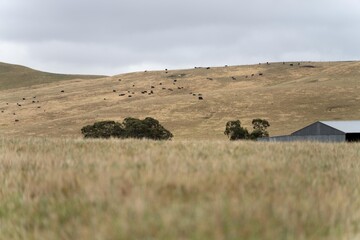 Beef cows and calfs grazing on grass in south west victoria, Australia. eating hay and silage....