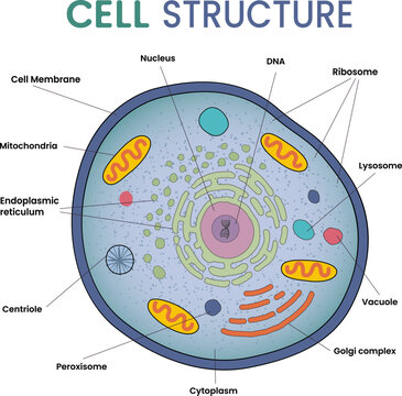 illustration of cell structure infographic
