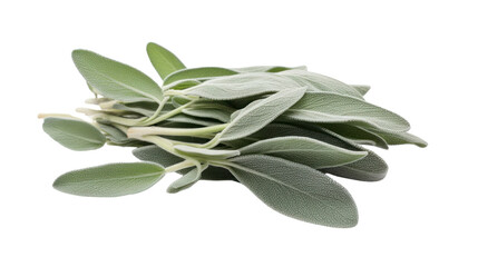 Sage leaves isolated on white background, 