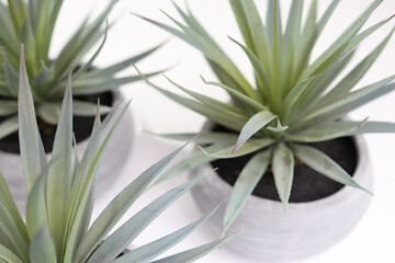Obraz premium Multiple indoor house plant close up. Succulent with pale green long leaves in white textured pot. Small low growing succulent or cactus for home decoration. Selective focus.