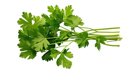 parsley leaves, twigs, and a small bunch isolated on transparent and white background.PNG image.