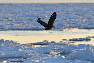 Bird watching with floating ices in winter