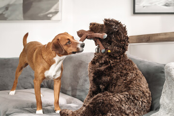 Two dogs playing with toy together on sofa in living room. 2 puppy dog friends pulling on the same squeaky toy. Bonding and playtime. Female Harrier mix and female Labradoodle. Selective focus. - obrazy, fototapety, plakaty
