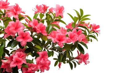 Flower bush shrub tree plant isolated on transparent and white background.PNG image.