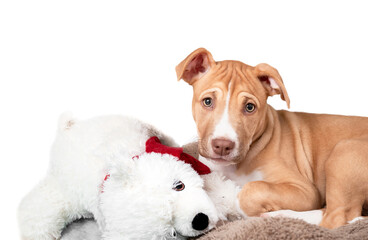 Obraz premium Isolated puppy dog with fluffy toy. Relaxed puppy lying with bear toy, looking sad or worried with frown and wrinkles. 12 weeks old Female Boxer Pitbull mix, bicolor fawn white. Selective focus