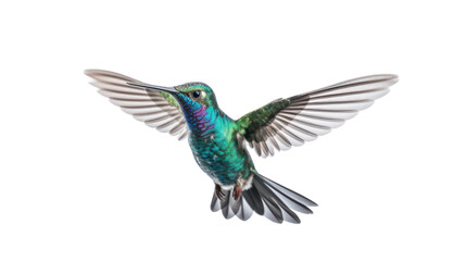 Broad Billed Hummingbird on a pure isolated on white background,PNG image.