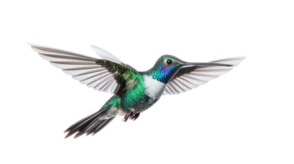 Broad Billed Hummingbird on a pure isolated on white background,PNG image.