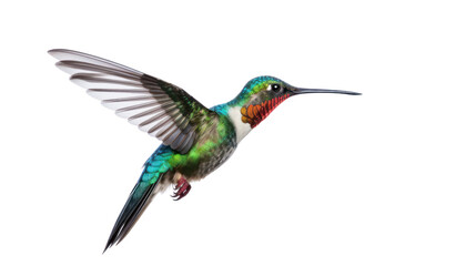 Fototapeta premium Broad Billed Hummingbird on a pure isolated on white background,PNG image.