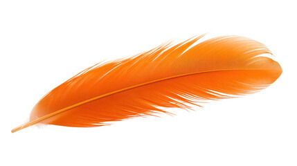 Beautiful orange bird feather isolated on white 