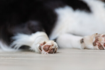 Close up of a dog's paws. Border Collie puppy pads. Legs of animal lying on a deck.