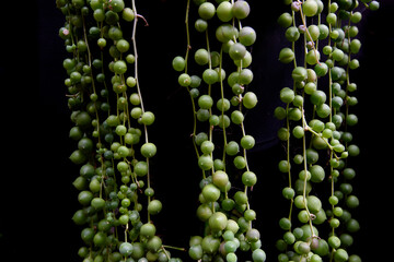 Close up of succulent one a dark background