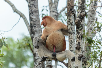 The proboscis monkey (Nasalis larvatus) or long-nosed monkey is a reddish-brown arboreal Old World monkey with an unusually large nose. It is endemic to the southeast Asian island of Borneo.