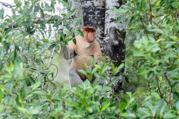 The proboscis monkey (Nasalis larvatus) or long-nosed monkey is a reddish-brown arboreal Old World...