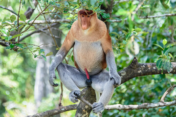 The proboscis monkey (Nasalis larvatus) or long-nosed monkey is a reddish-brown arboreal Old World...