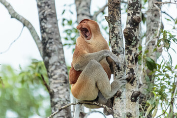 The proboscis monkey (Nasalis larvatus) or long-nosed monkey is a reddish-brown arboreal Old World monkey with an unusually large nose. It is endemic to the southeast Asian island of Borneo.