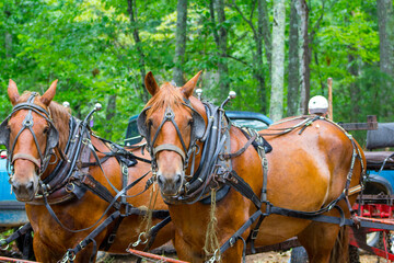 Saddling and riding horses for sustainable woodsmanship in Russell Springs Kentucky