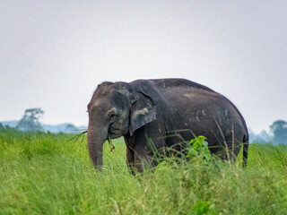 A male Asian elephant is standing in the grass.