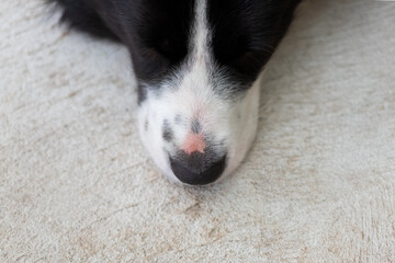 Close up of the border collie puppy nose. Close up of a dog's snout. Dog lying on a floor.