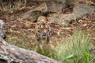 Tiger pacing in a leafy, rocky area