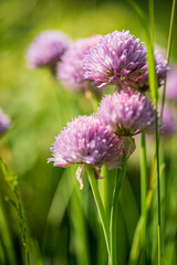 onion flowers in the garden