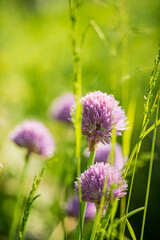 onion flowers in the garden