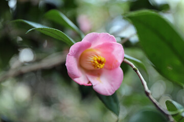 新春に華麗に咲いたピンクの椿