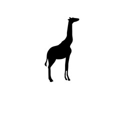 Giraffe silhouette in PNG format