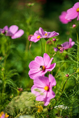 pink cosmos in the garden