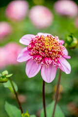 Obraz premium dahlia flowers in the garden